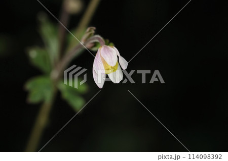 自然 植物 ヒメウズ、春から初夏にかけて草地や林縁で白から薄桃色の小さな花を咲かせます 自然 植物 ヒメウズ、春から初夏にかけて草地や林縁で白から薄桃色の小さな花を咲かせます 114098392