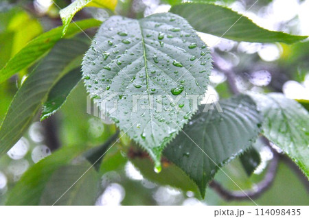 雨上がりの木の枝の葉 雨上がりの木の枝の葉 114098435