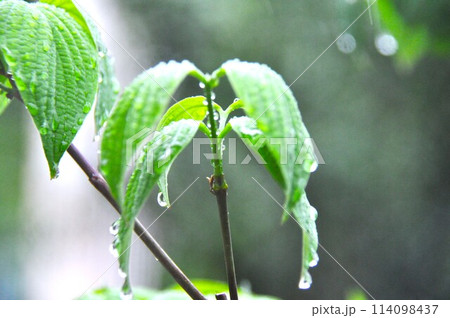 雨上がりの木の枝の葉 114098437