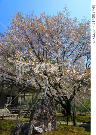 常照皇寺　満開の御車返しの桜 114098449