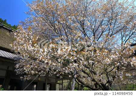 常照皇寺 満開の御車返しの桜 常照皇寺 満開の御車返しの桜 114098450