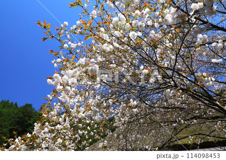 常照皇寺　満開の御車返しの桜 114098453