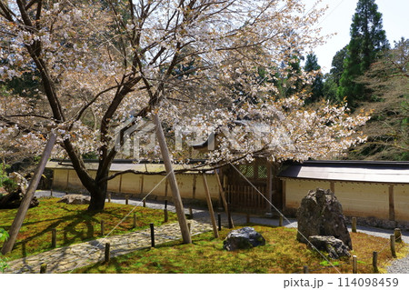 常照皇寺　満開の御車返しの桜 114098459