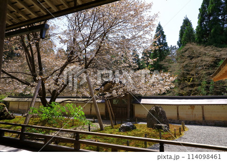 常照皇寺　満開の御車返しの桜 114098461