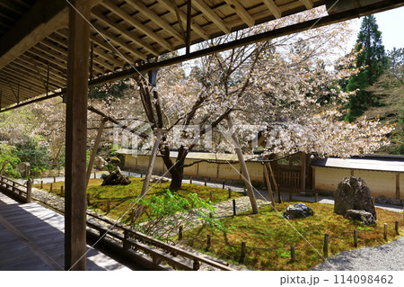 常照皇寺 満開の御車返しの桜 常照皇寺 満開の御車返しの桜 114098462