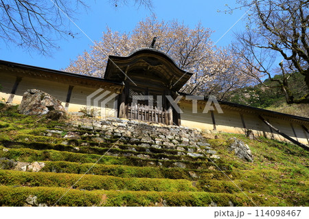 常照皇寺　満開の御車返しの桜 114098467