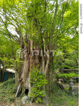 埼玉県秩父郡皆野町金沢　天満天神宮の千本カツラ 114099495