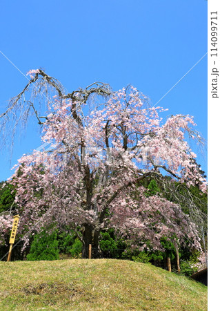 常照皇寺門前の紅枝垂桜 114099711