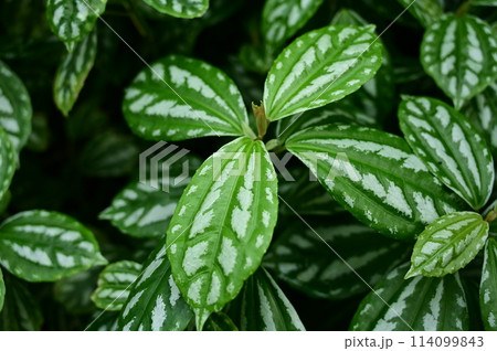 アサバソウ（イラクサ科）ミズ属 114099843