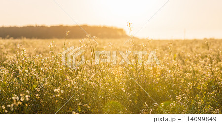 Fagopyrum Flowering plant in Summer Day. Green manure From Family Polygonaceae. Panorama 114099849