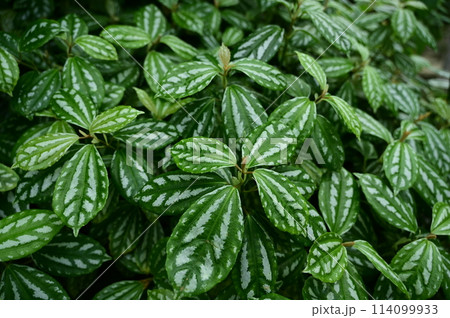 アサバソウ（イラクサ科）ミズ属 114099933