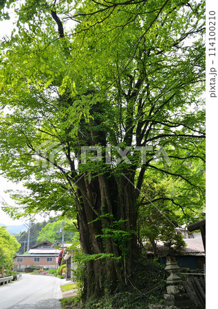 埼玉県秩父郡皆野町金沢　天満天神宮の千本カツラ 114100210