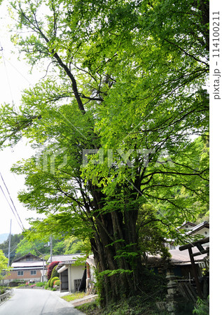 埼玉県秩父郡皆野町金沢　天満天神宮の千本カツラ 114100211