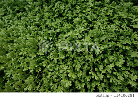 Spike Moss lush green nature background 114100281