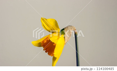 blooming yellow narcissus daffodil timelapse 114100485