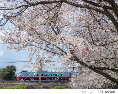 常磐線と満開の桜 常磐線と満開の桜 114100506
