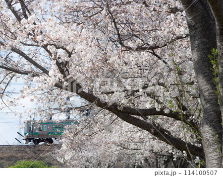常磐線と満開の桜 114100507