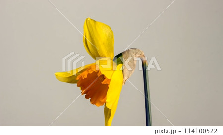 blooming yellow narcissus daffodil studio shot 114100522