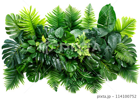 Green leaves of tropical plants bush (Monstera, palm, fern, rubber plant, pine, birds nest fern) floral arrangement isolated on white background 114100752