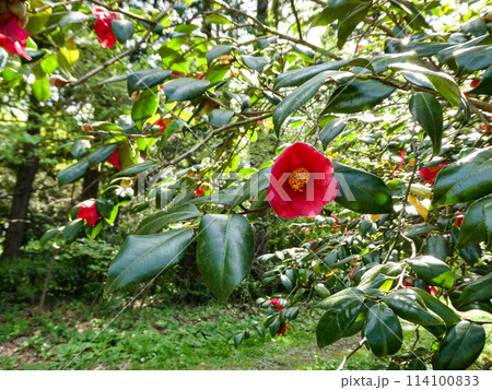 岩手県宮沢賢治が勉強した現岩手大学農学部にあるヤブツバキ 114100833