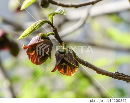 岩手県宮沢賢治が勉強した現岩手大学農学部のポポーの花 岩手県宮沢賢治が勉強した現岩手大学農学部のポポーの花 114100835