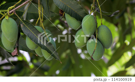 マンゴー マンゴ 大人っぽい 114100919