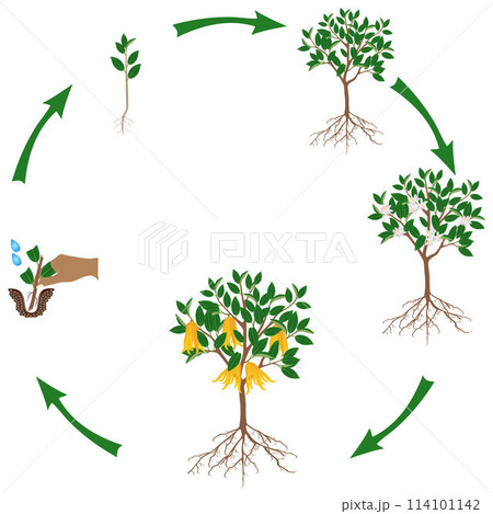 A growth cycle of citrus plant on a white background. 114101142