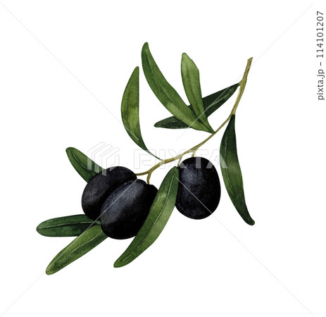 Black olive branch, watercolor hand painted, isolated on white background. Decoration for kitchen, for restaurant menus, recipes, plates and dishes 114101207