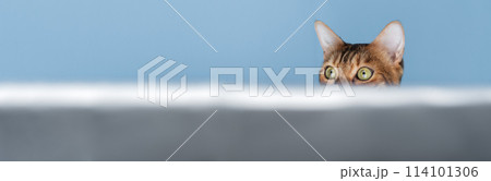 A funny red cat looks out and hides. A funny red cat looks out and hides. 114101306