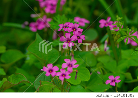 カタバミ科イモカタバミの花 114101308