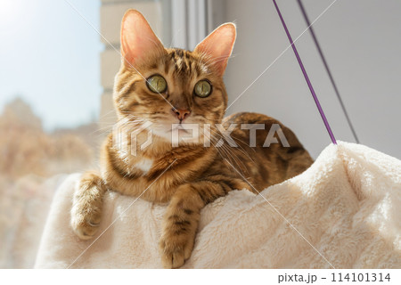 Cute Bengal cat resting on a cat bed near the window at home. Cute Bengal cat resting on a cat bed near the window at home. 114101314