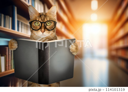 Cute cat with glasses reads a book. 114101319