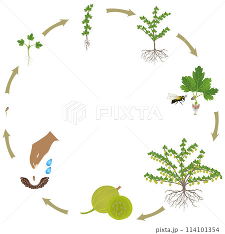 Life cycle of a gooseberry plant on a white background. Life cycle of a gooseberry plant on a white background. 114101354