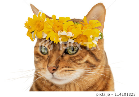 A charming cat with a wreath of flowers on her head looks coquettishly at the camera. A charming cat with a wreath of flowers on her head looks coquettishly at the camera. 114101825