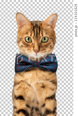 Cute Bengal cat in blue with a bow tie 114101829