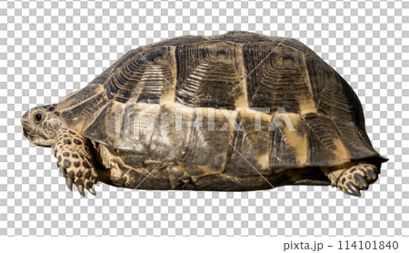 Small land turtle isolated Small land turtle isolated 114101840