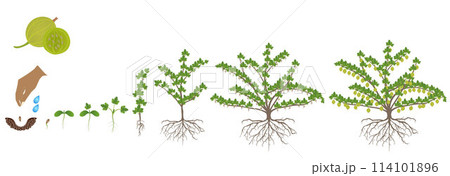 Cycle of growth of gooseberry plant on a white background. 114101896