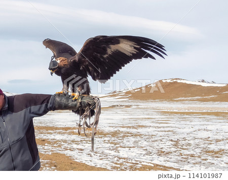 Eagle st of the hand. Portrait of a hunting golden eagle Eagle st of the hand. Portrait of a hunting golden eagle 114101987