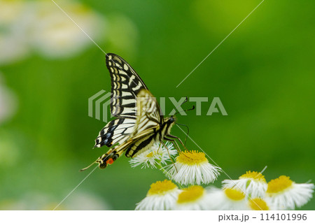 ナミアゲハ春型♀の吸蜜 114101996