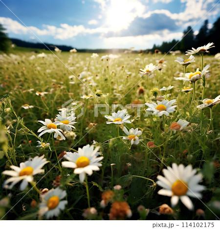Nature's Blanket: A Tapestry of Chamomile in the Field 114102175