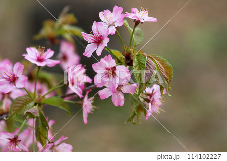 桜の花 エゾヤマザクラ 114102227