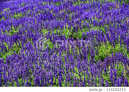 セージ アキギリ属 セイジ 114102251