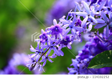 花 フラワー お花 114102252