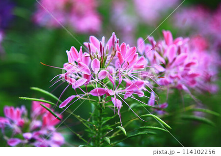 花 フラワー お花 114102256