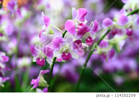 蘭 ラン 洋ラン 114102259