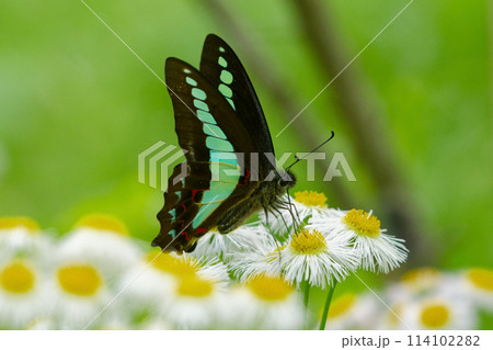 アオスジアゲハの吸蜜 アオスジアゲハの吸蜜 114102282