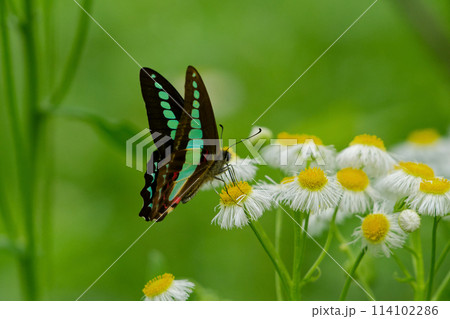 アオスジアゲハの吸蜜 114102286