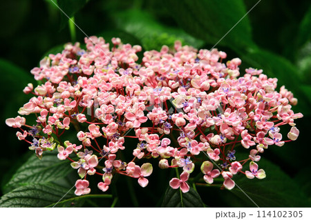 紫陽花 アジサイ あじさい 114102305