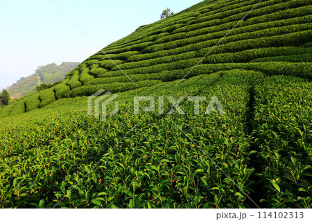 茶畑 紅茶農園 茶園 114102313