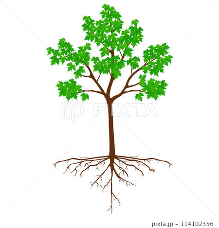 Sugar maple tree with roots on a white. 114102356